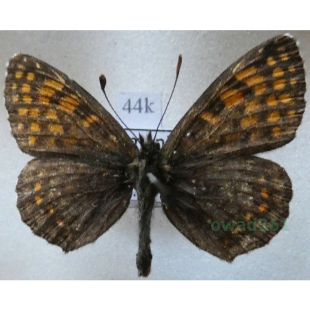 Melitaea caucasogenita Vérity, 1930 male Armenia44k